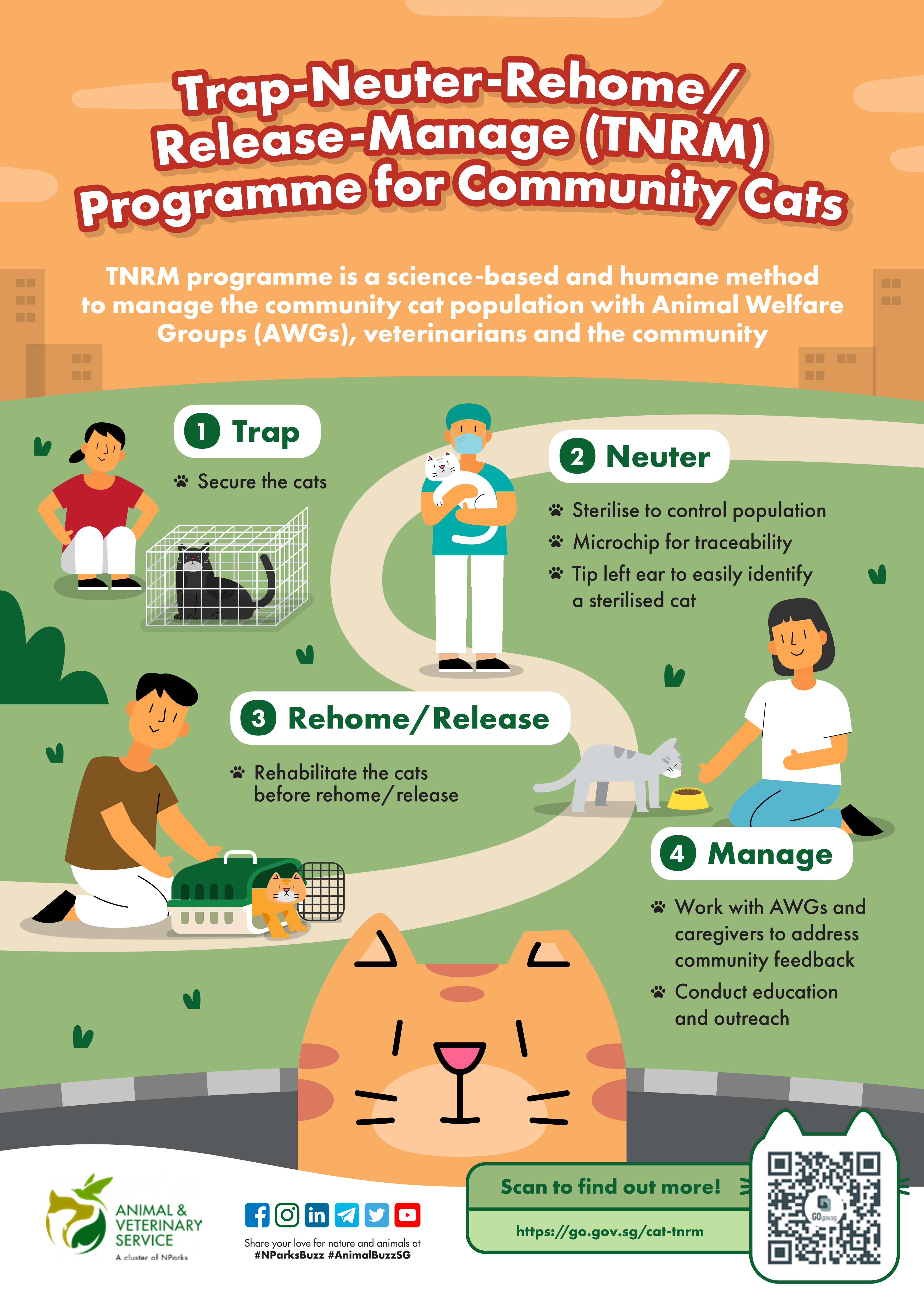 An infographic on the TNRM programme for community cats